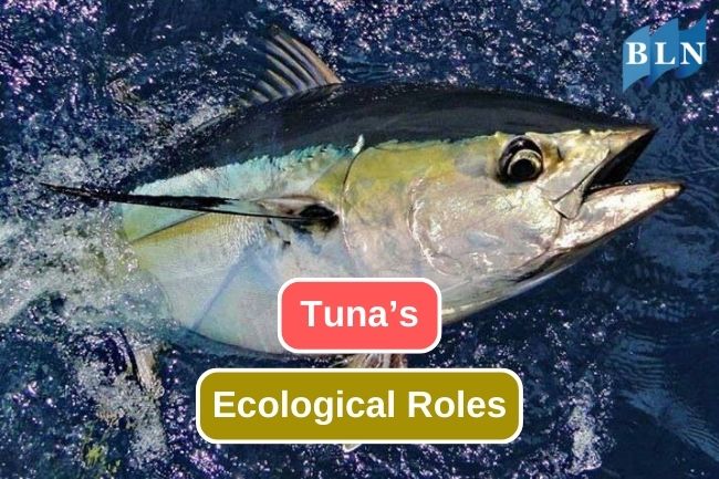 The Important Roles of Tuna in Marine Ecosystems